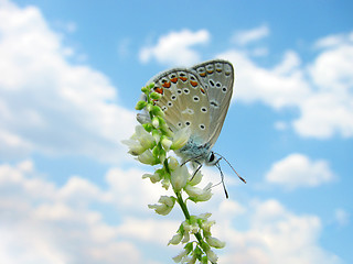 Image showing butterfly over blue sky
