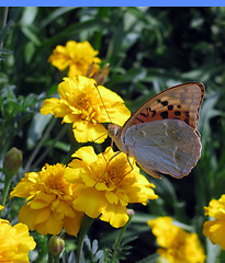 Image showing flower bed