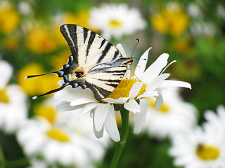 Image showing butterfly on flower