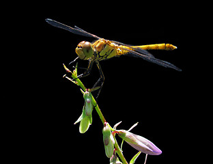 Image showing dragonfly over black 