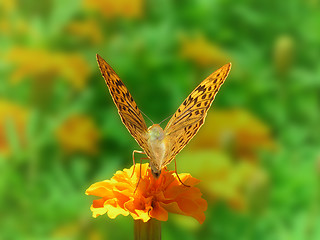 Image showing butterfly on flower