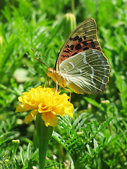 Image showing butterfly on marigold