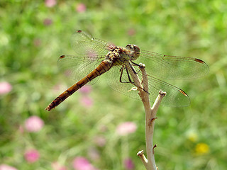 Image showing dragonfly