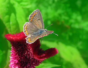 Image showing summer background