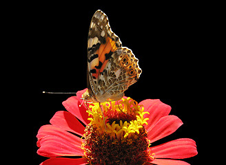 Image showing butterfly on flower