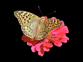 Image showing butterfly on flower