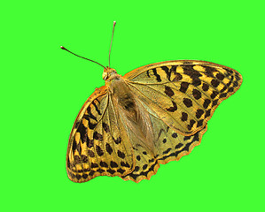 Image showing  butterfly (Silver-washed Fritillary)