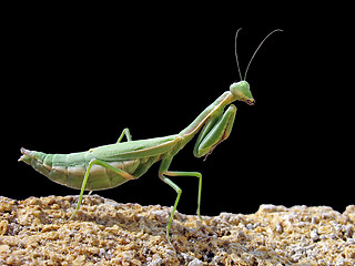 Image showing mantis