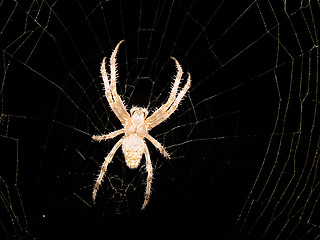 Image showing spider on a cobweb