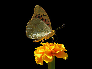 Image showing butterfly on flower