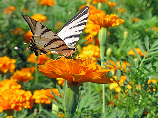 Image showing butterfly (Scarce Swallowtail)