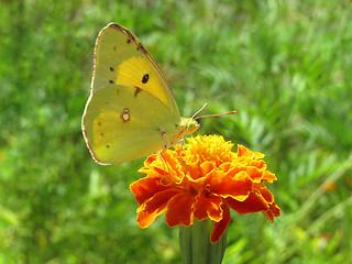 Image showing brimstone butterfly