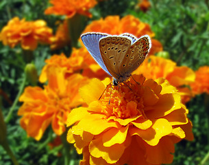 Image showing butterfly on marigold 