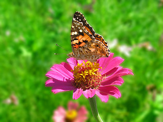 Image showing butterfly on flower