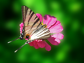 Image showing butterfly on flower