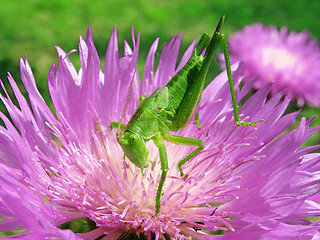 Image showing grasshopper