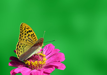 Image showing butterfly on flower