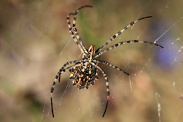 Image showing spider