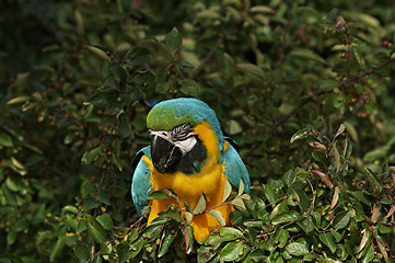 Image showing Parrot