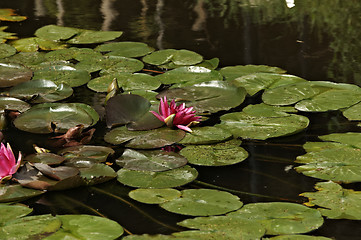 Image showing Waterlilies