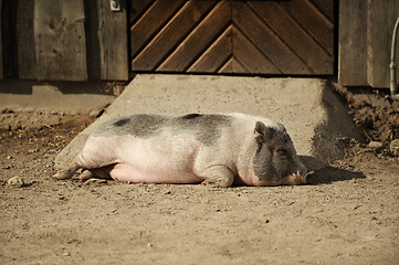 Image showing Sleeping pig