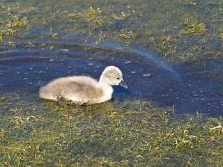 Image showing little swan