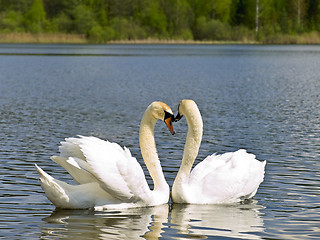 Image showing swans