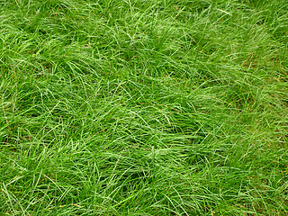 Image showing grass 