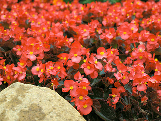 Image showing flowers