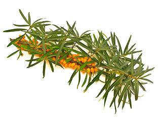 Image showing sea-buckthorn