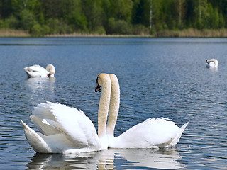 Image showing swans