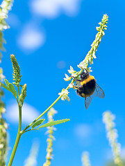 Image showing bumblebee