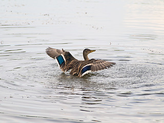 Image showing duck