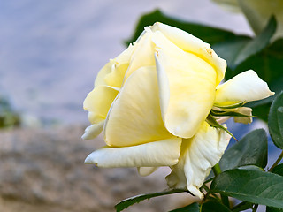 Image showing rose