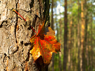 Image showing maple red leaf at the bark