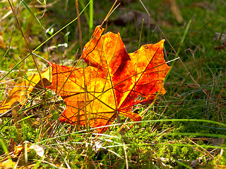 Image showing red maple leaf