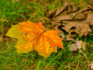 Image showing maple leaf in grass