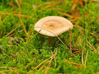 Image showing mushroom in the moss