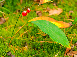 Image showing red berries