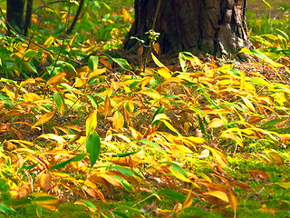 Image showing autumn lily of the valley