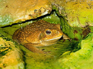 Image showing toad in the water