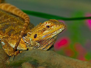 Image showing Lizard