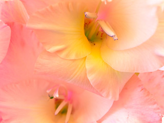 Image showing pink gladiolus