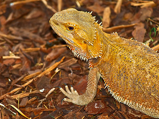 Image showing Lizard