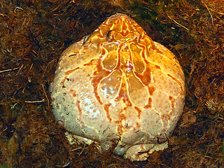 Image showing big toad