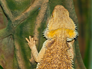 Image showing Lizard