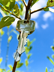 Image showing key on branch