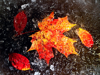 Image showing autumn leaves in ice