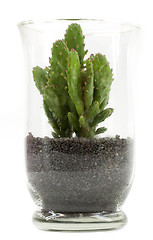 Image showing Cactus in a vase