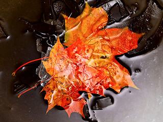 Image showing maples leaves in water and ice